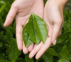 Green Tea leaves.